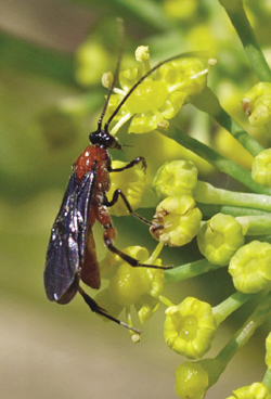 Photograph of wasp.